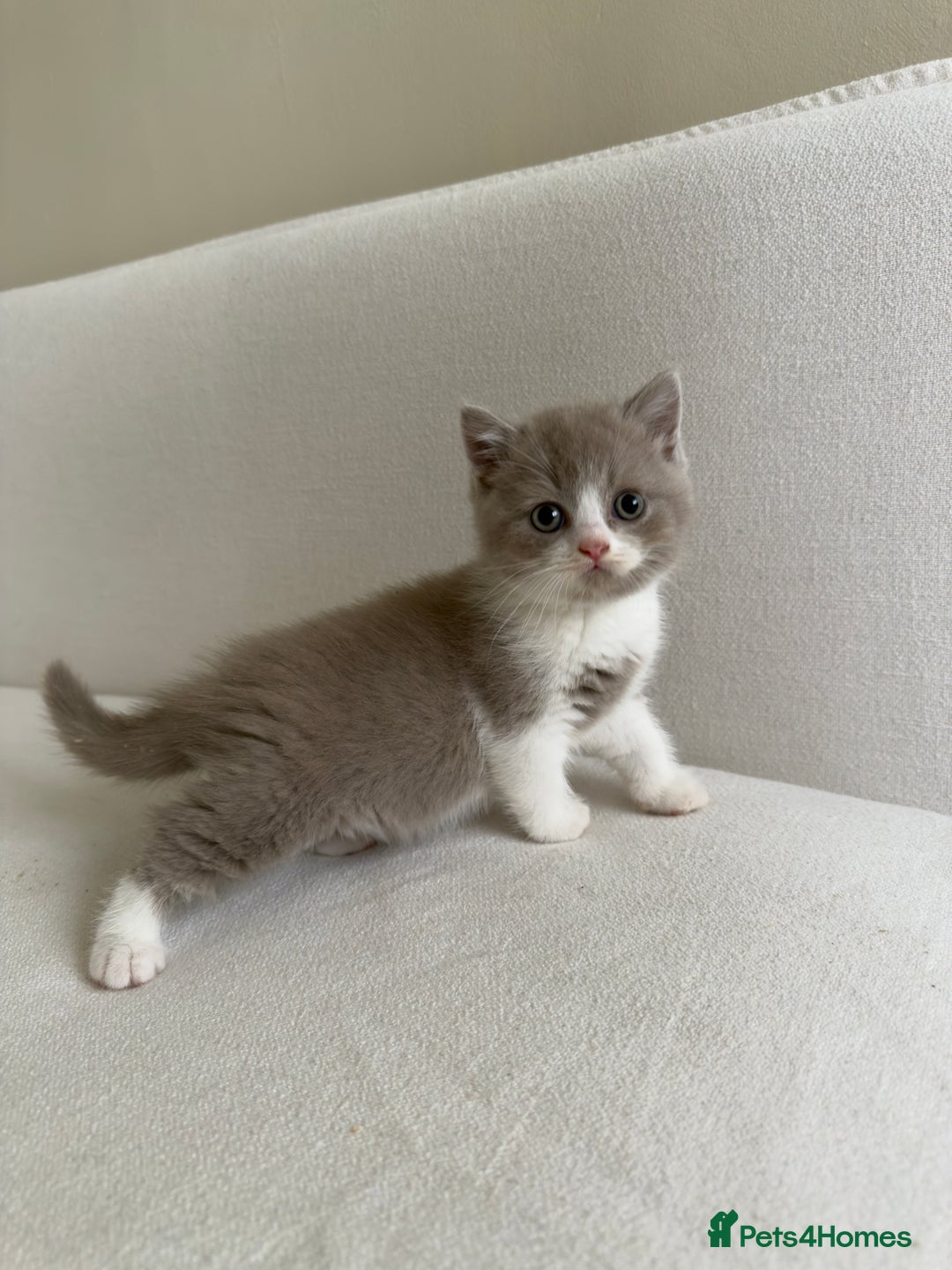 British Shorthair cats for sale: British Short Hair/ British Longhair 🐾 in Manchester - Image 7