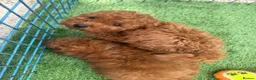 Toy Poodle dogs for sale: Toy poodle puppies - Advert 8