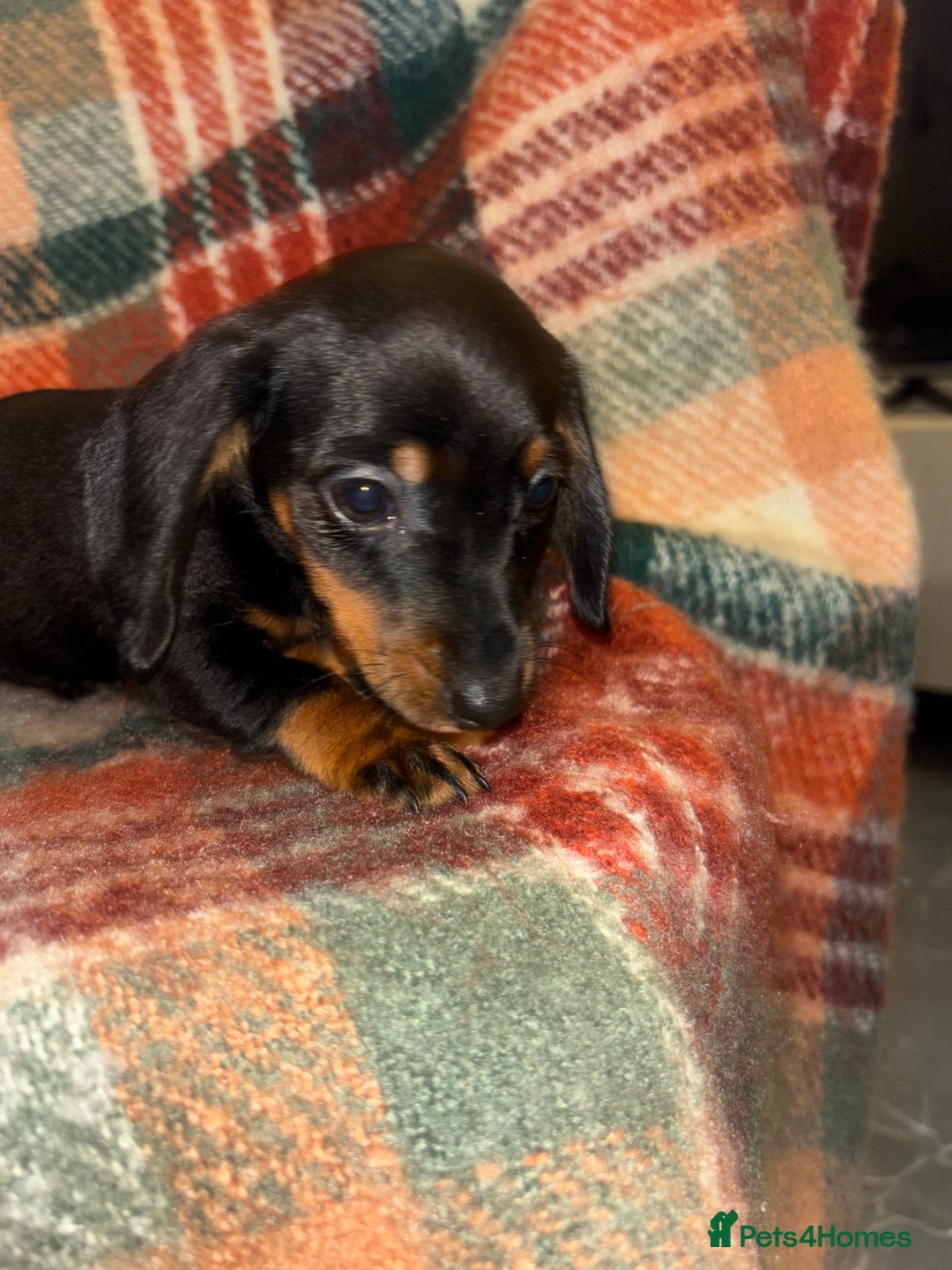 Miniature Dachshund dogs for sale: 🐶 beautiful tiny Dachshund puppies🐶 - Advert 11