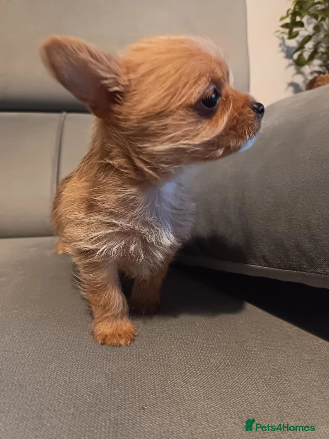 Mixed Breed dogs for sale: 3 Mixed breed puppies  - Advert 7