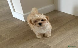 Maltipoo dogs for sale: F1 Maltipoo puppies  - Image 4