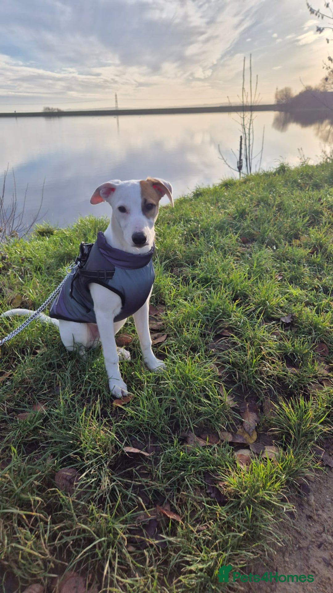 Mixed Breed dogs for sale: Lurcher puppy- 7 months old - Advert 2