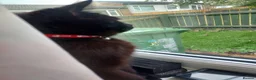 British Longhair cats for sale: Cat For Sale  in Durham - Advert 2