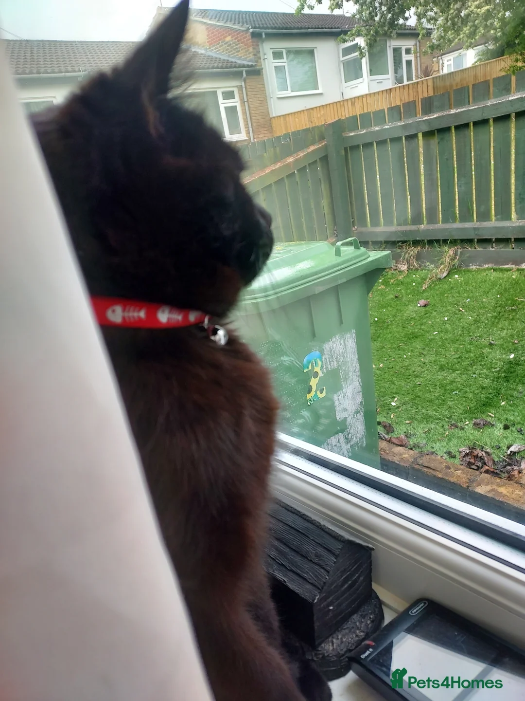 British Longhair cats for sale: Cat For Sale  in Durham - Advert 2