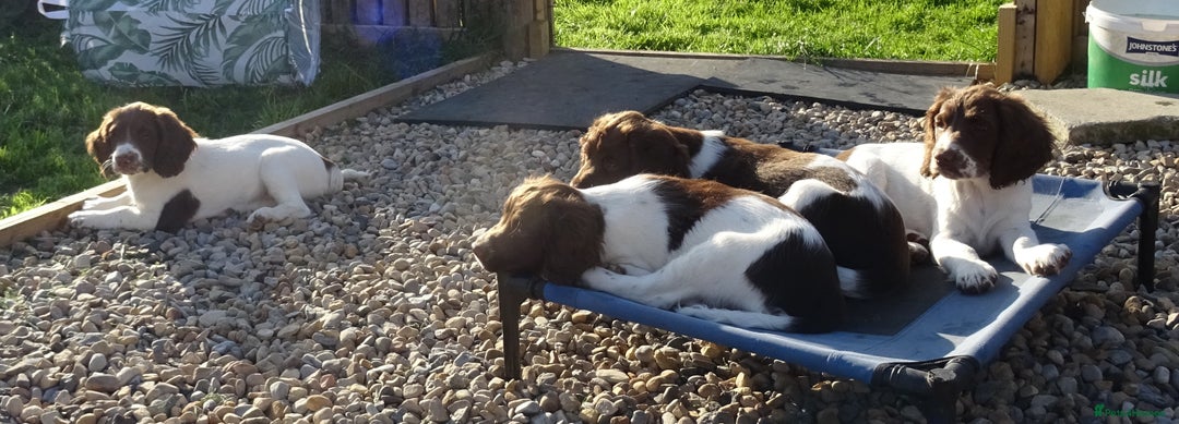 English Springer Spaniel dogs for sale: English Springer Spaniel Puppy 2 - English Springer Spaniel Puppies - Image 18