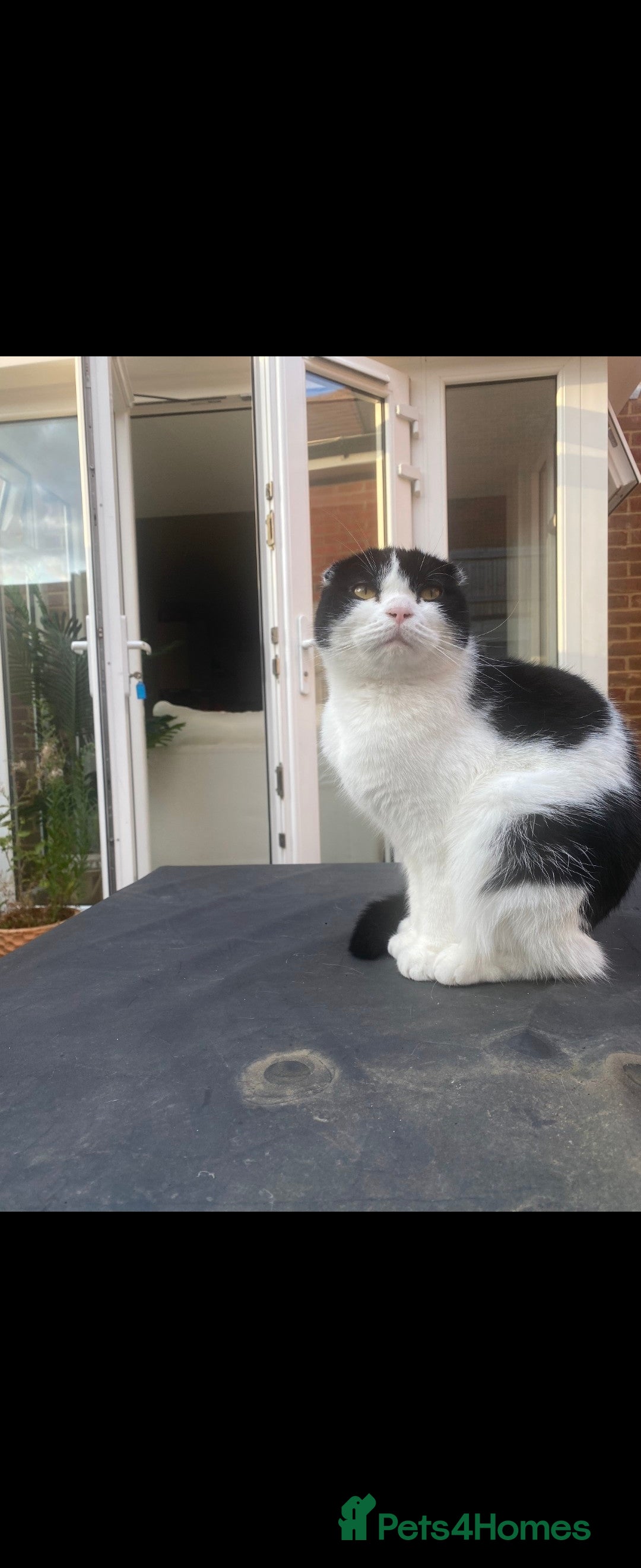 Scottish Fold cats for sale: 2 year old Scottish fold - Image 2