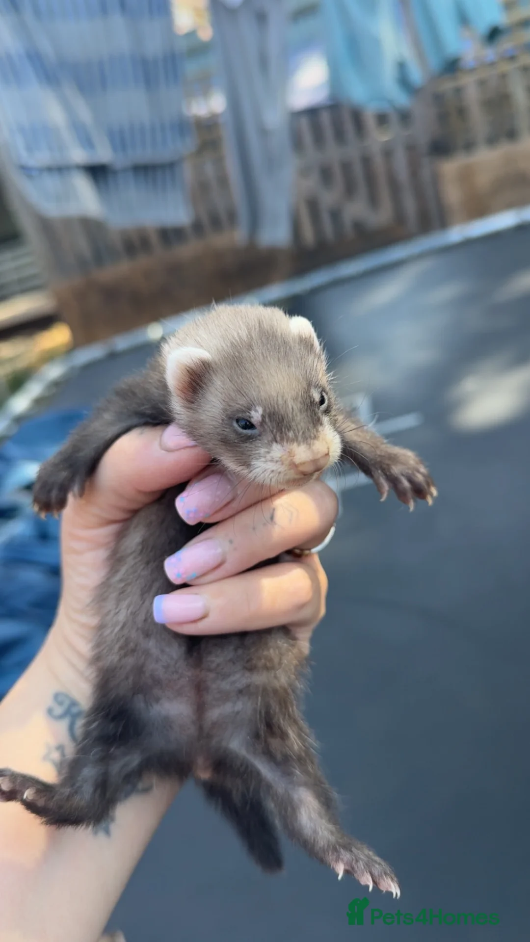 Ferret rodents for sale: Ferrets for sale - Advert 6