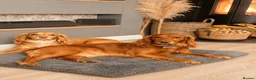 Cocker Spaniel dogs for sale: Working cocker spaniel puppies  in Winsford - Advert 2