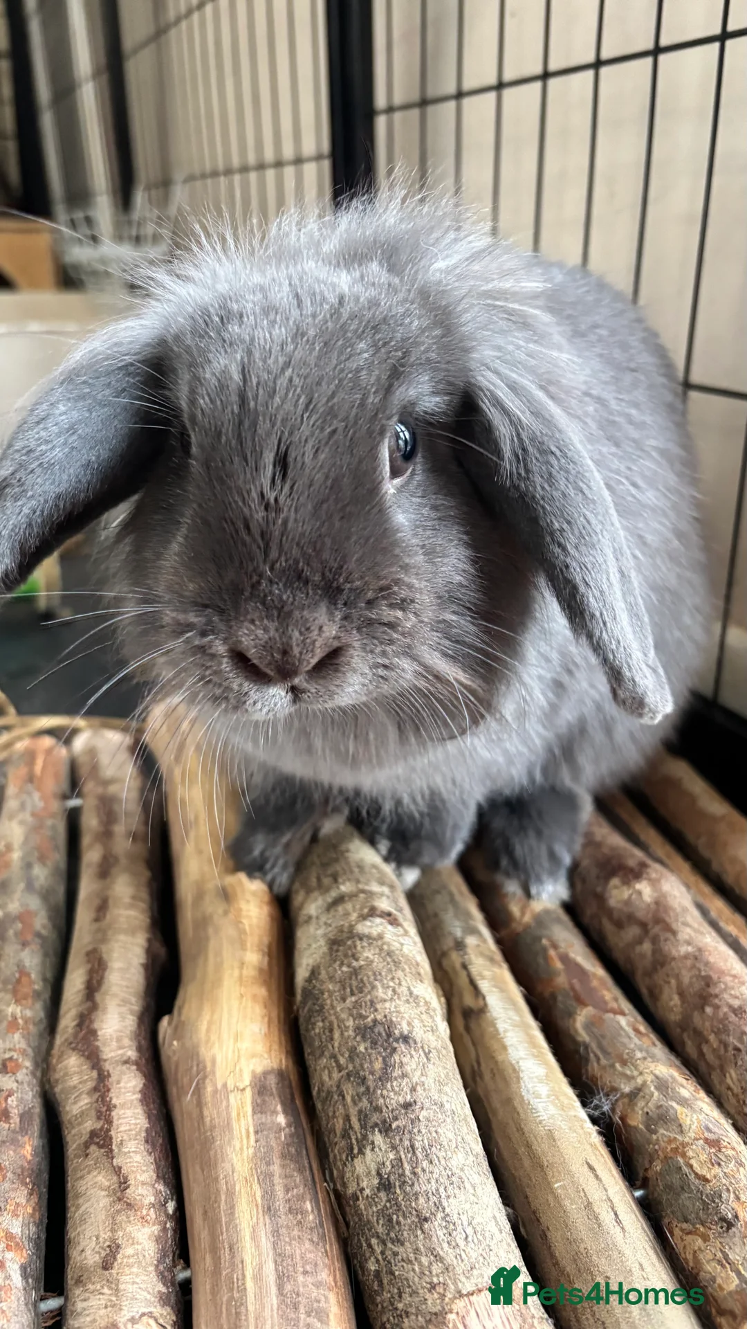 Mini Lion Lop rabbits for sale: One Lionhead Lop and One Mini Lop - Advert 1