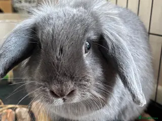 Mini Lion Lop rabbits One Lionhead Lop and One Mini Lop in Kidderminster - Advert 1