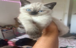 American Shorthair cats for sale: British short haired kitten  - Image 12