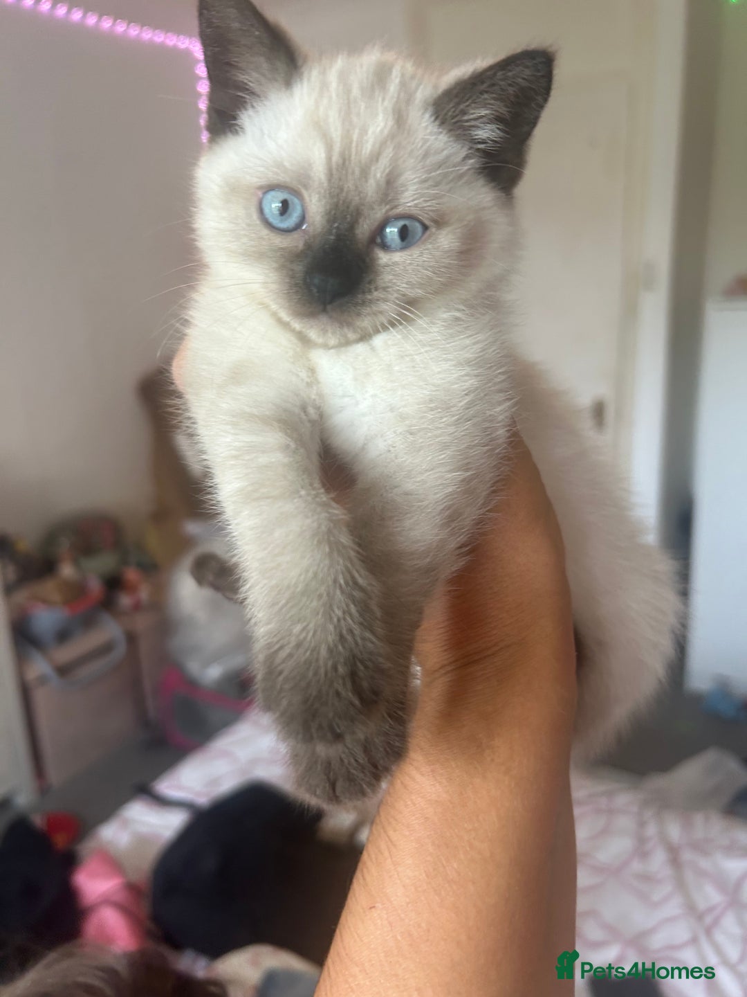 American Shorthair cats for sale: British short haired kitten  - Image 12