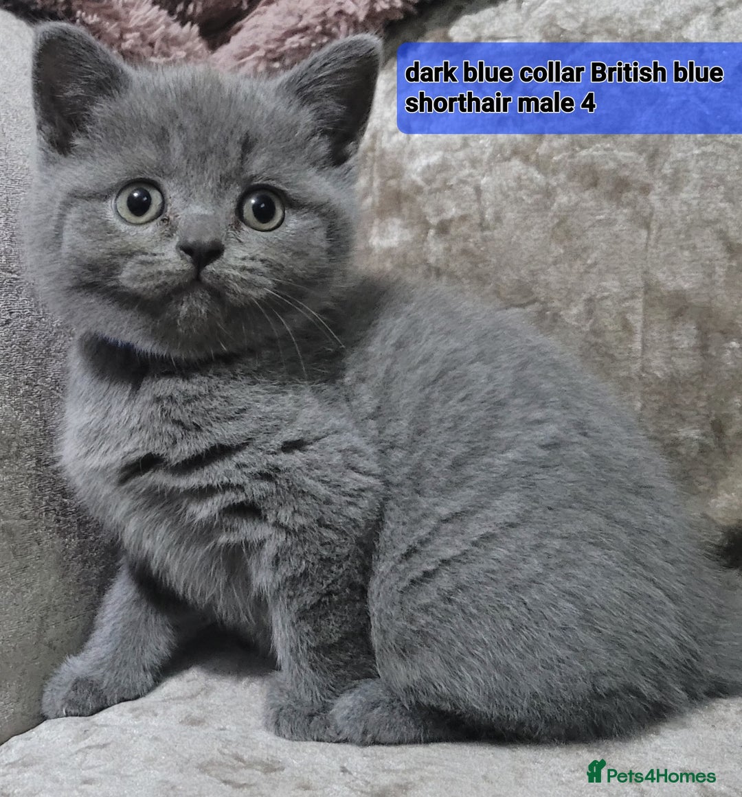 British Shorthair cats for sale: British blue pedigree shorthairs 4 males  - Advert 3