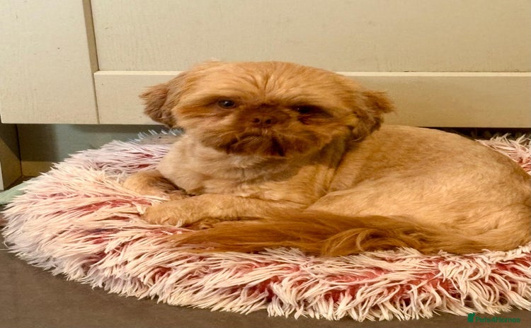 Shih Tzu dogs - Advert 1