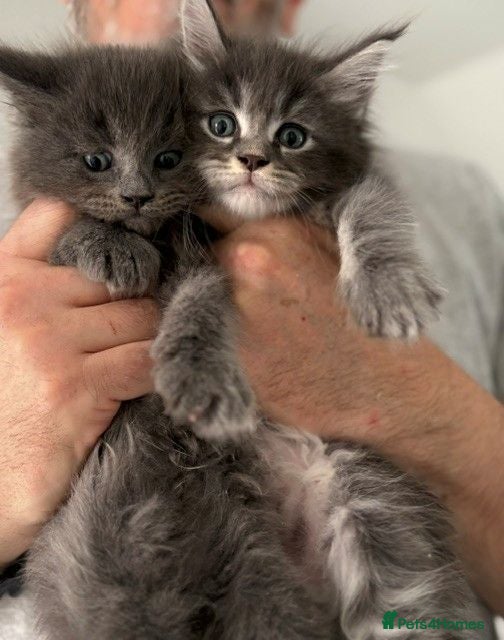 Maine Coon cats 🐈🐈‍⬛ Ready soon - message for viewing  💕🐱 - Advert 12