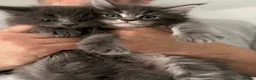 Maine Coon cats for sale: 🐈🐈‍⬛ Russian/European Bloodline Kittens 💕🐱 - Advert 8