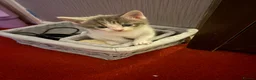 Mixed Breed cats for sale: 5 boys and 2 girls looking for new homes  - Advert 9
