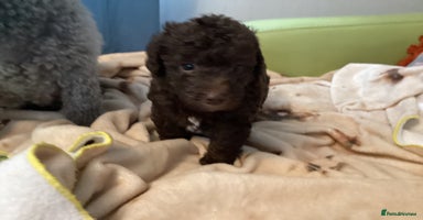 Mixed Breed dogs Poodle x - Advert 10