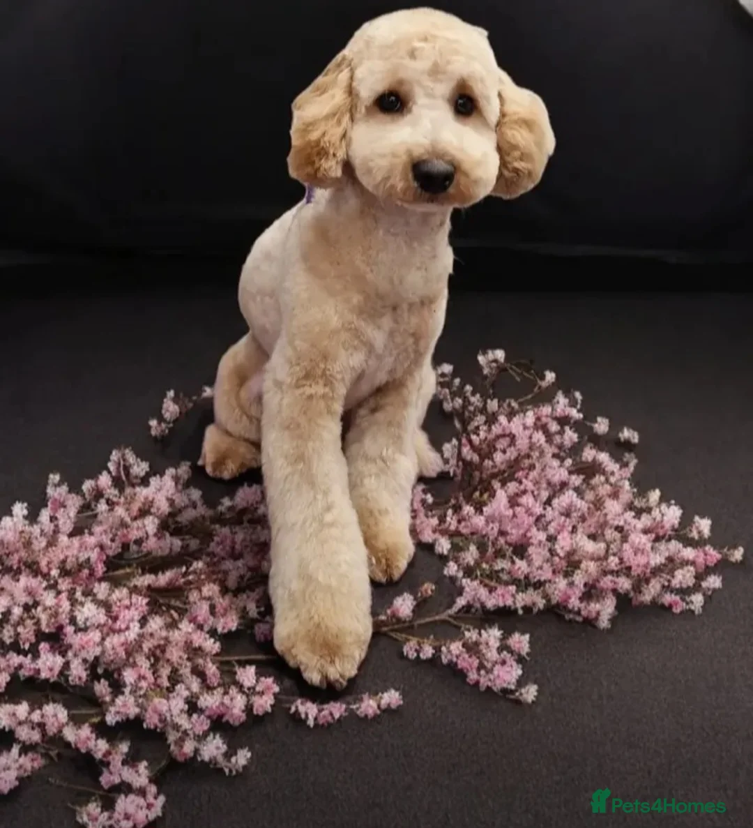 Toy Poodle dogs for sale: Toy poodle - Advert 1