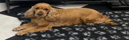 Cockapoo dogs for sale: 9 Gorgeous Cockapoo Puppies  - Advert 15