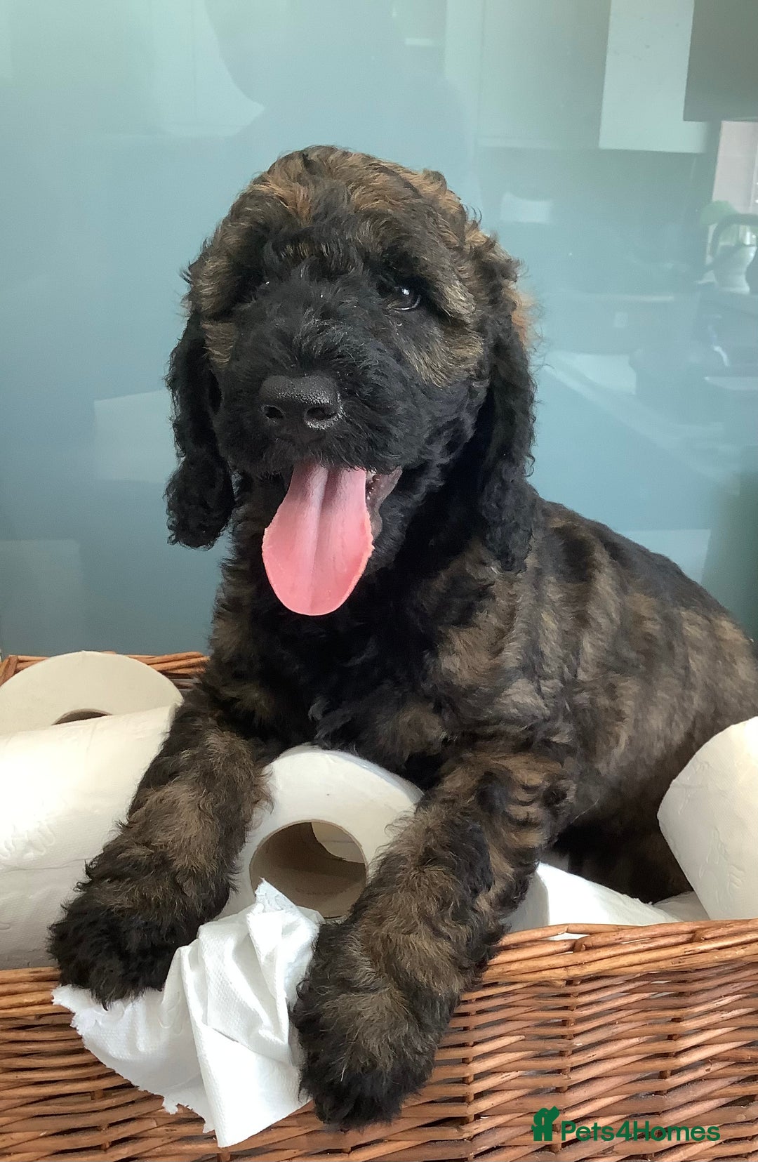 Mixed Breed dogs for sale: Ready now for their 5* homes - Image 1
