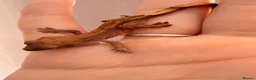 Gecko reptiles for sale: Crested Gecko Babies - Advert 9