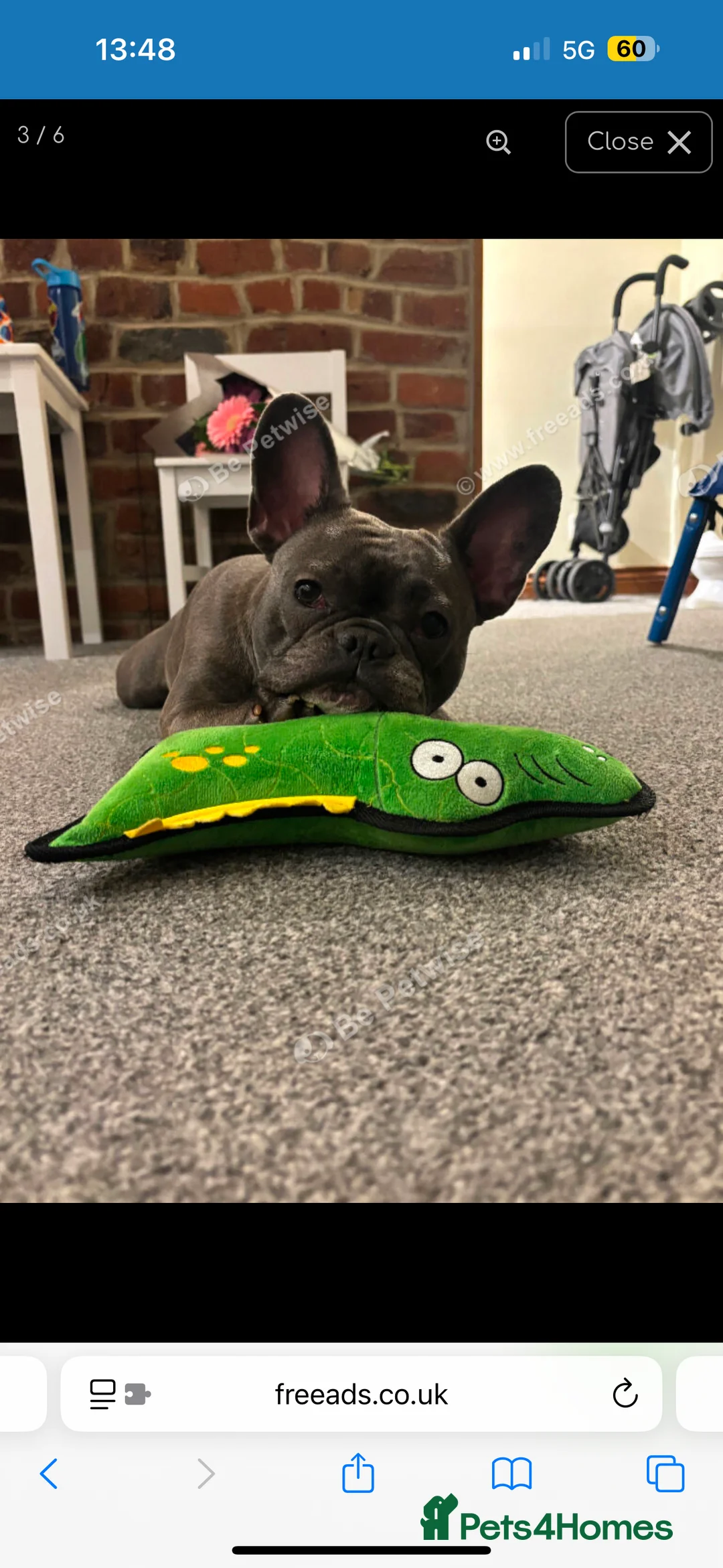 French Bulldog dogs for sale: 2 year old Female French Bulldog  in Brighouse - Advert 3