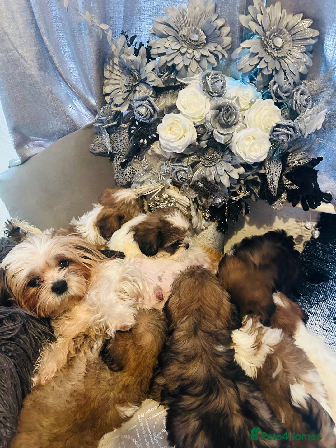 Shih Tzu dogs for sale: 🐶✨ Beautiful Shih Tzu Puppies for Sale! ✨🐶 - Image 6
