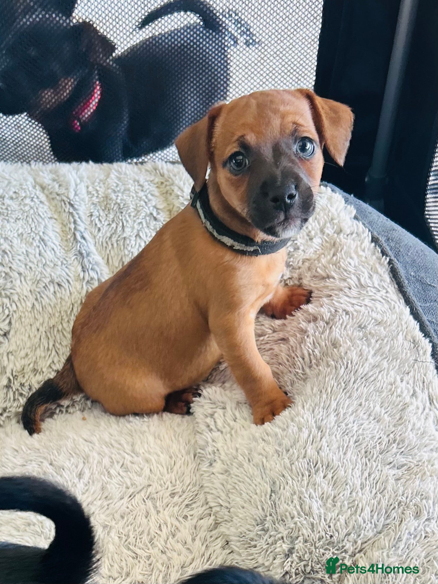 Jack Russell dogs Jack Russells. Sweet, friendly & healthy litter - Advert 6