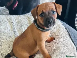 Jack Russell dogs Jack Russells. Sweet, friendly & healthy litter - Advert 6