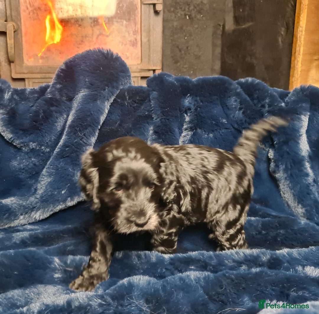 Cockapoo dogs for sale: Exceptional Cockapoo Puppies for Sale - Advert 22