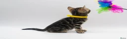 Bengal cats for sale: TICA Registered Brown & Snow Lynx Bengal Kittens - Advert 23