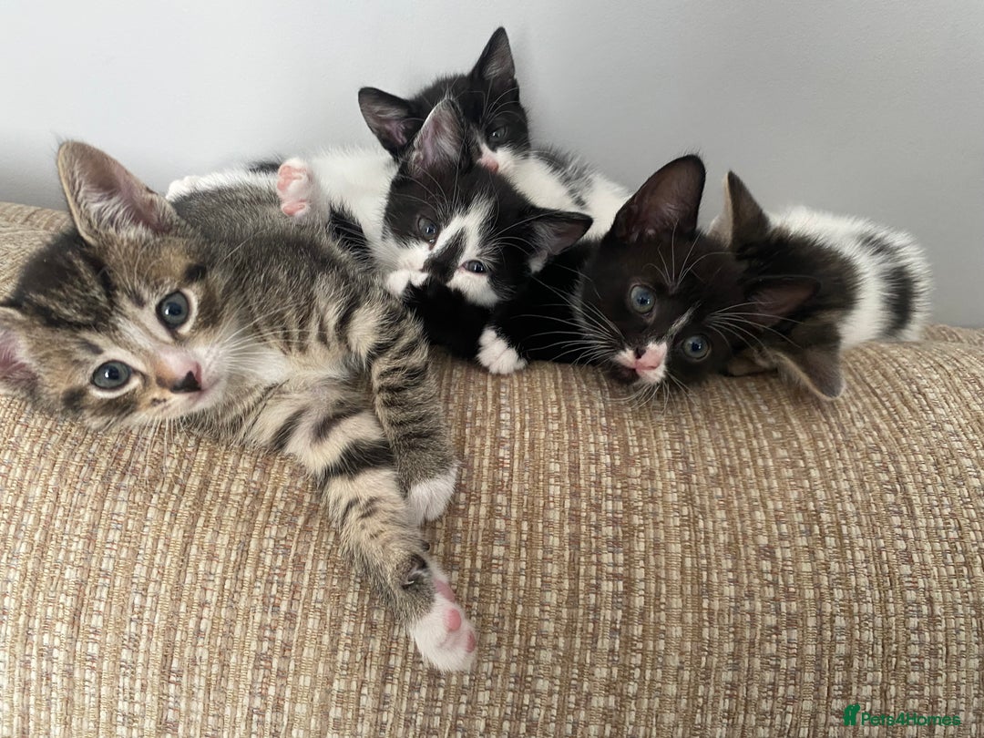 Mixed Breed cats for sale: 7 beautiful kittens - Image 17