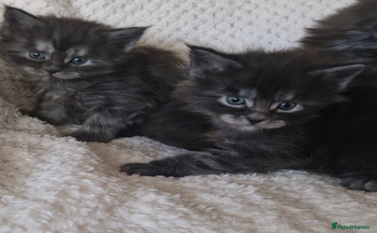 Maine Coon cats Pedigree Smoke Russian Line Mainecoons - Advert 11