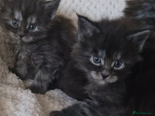 Maine Coon cats Pedigree Smoke Russian Line Mainecoons - Advert 7