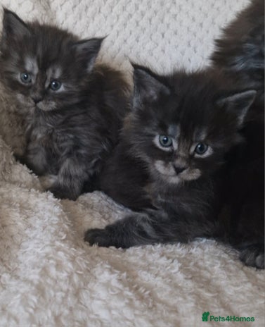 Maine Coon cats Pedigree Smoke Russian Line Mainecoons - Advert 11