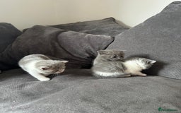 British Shorthair cats for sale: British shorthair cross - Image 7