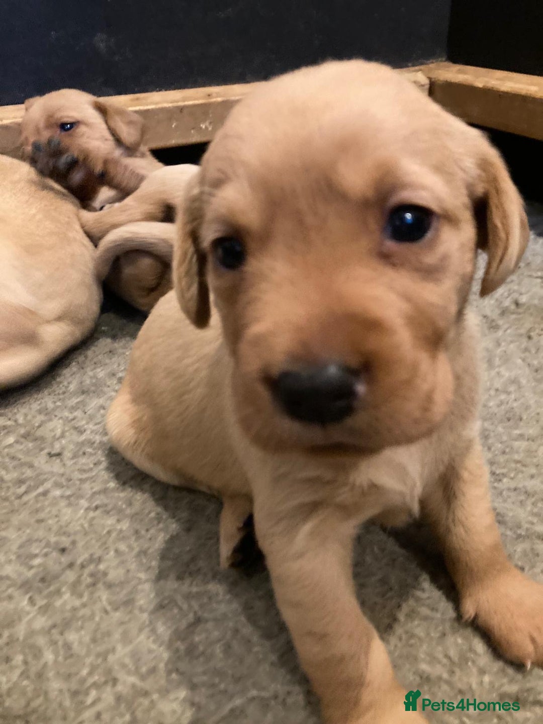 Labrador Retriever dogs for sale: Fox red Labrador puppies  - Advert 5