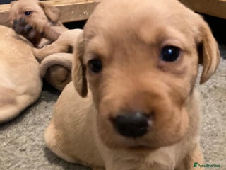 Labrador Retriever dogs Fox red Labrador puppies - Advert 7