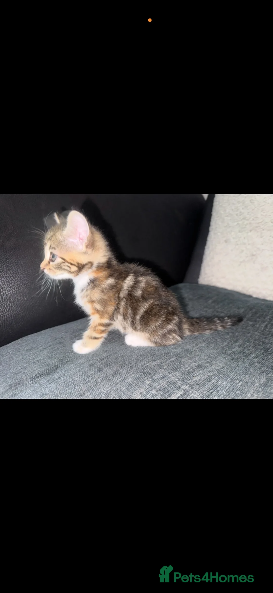Mixed Breed cats for sale: Tabby cross main coon kittens  - Advert 15