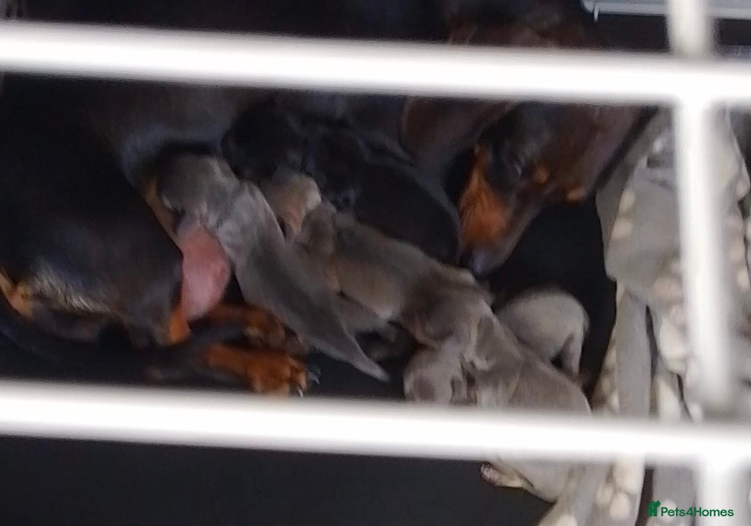 Dachshund dogs for sale: Dachshund  - Image 3