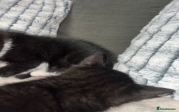 Domestic Shorthair cats for sale: Beautiful kittens looking for forever homes🩷💙🐾 - Image 9