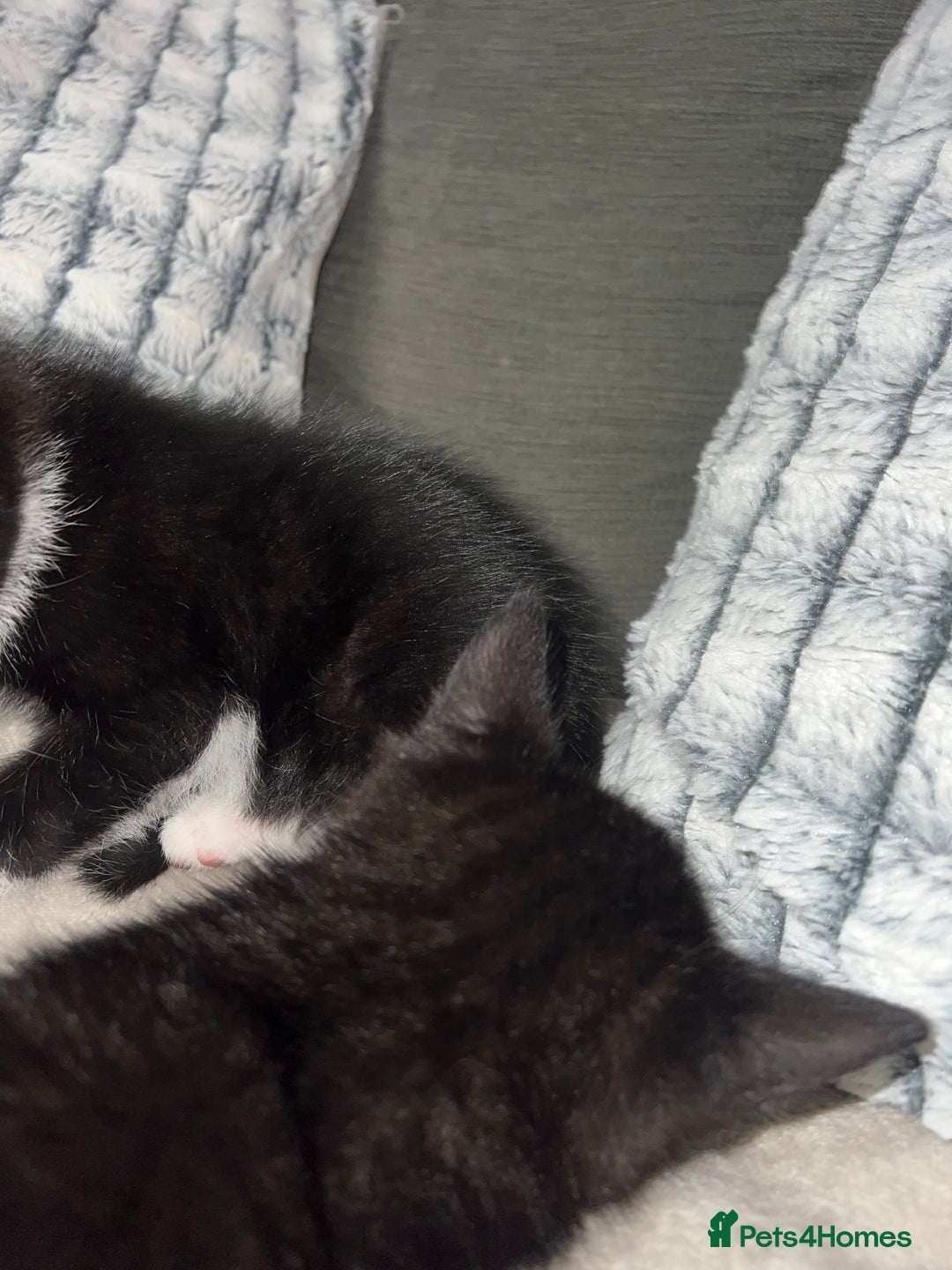 Domestic Shorthair cats for sale: Beautiful kittens looking for forever homes🩷💙🐾 - Image 9