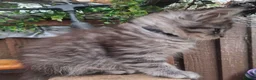Maine Coon cats for sale: Mainecoon and mix maine coon - Advert 11