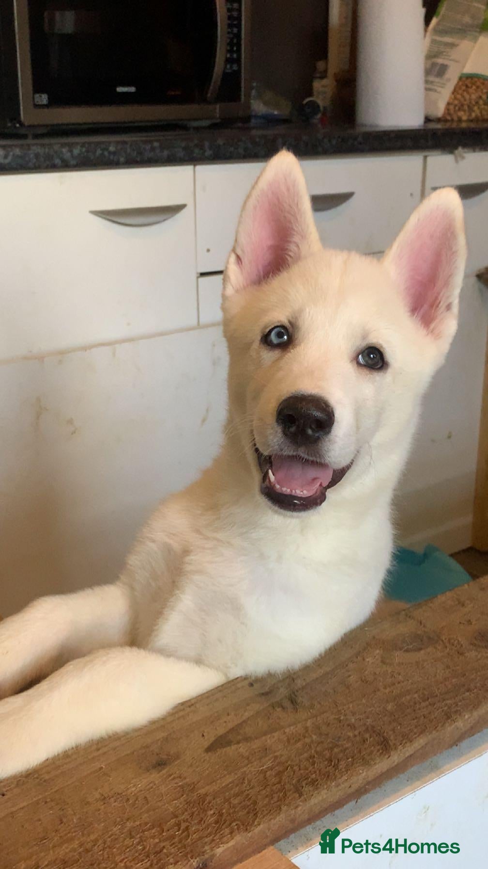 Huskita dogs for sale: Please read! 2 boys left looking for new homes! - Advert 15