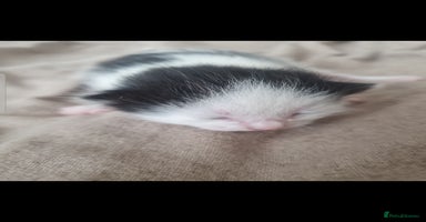 Mixed Breed cats - Advert 16