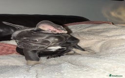 French Bulldog dogs for sale: KC REG FRENCH BULLDOG PUPPY - Image 5