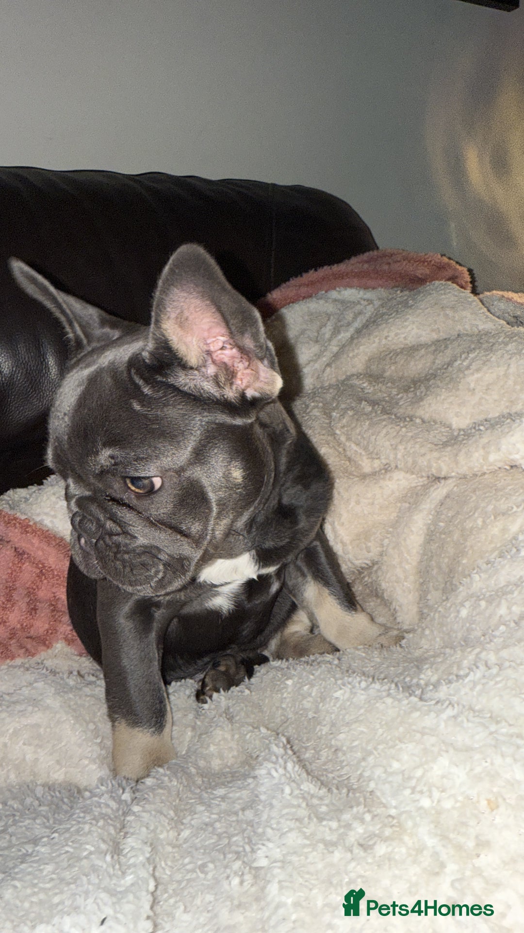 French Bulldog dogs for sale: KC REG FRENCH BULLDOG PUPPY - Image 5