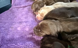 Mixed Breed dogs for sale: Beautiful Cocker Sproodles Puppies!  - Image 6