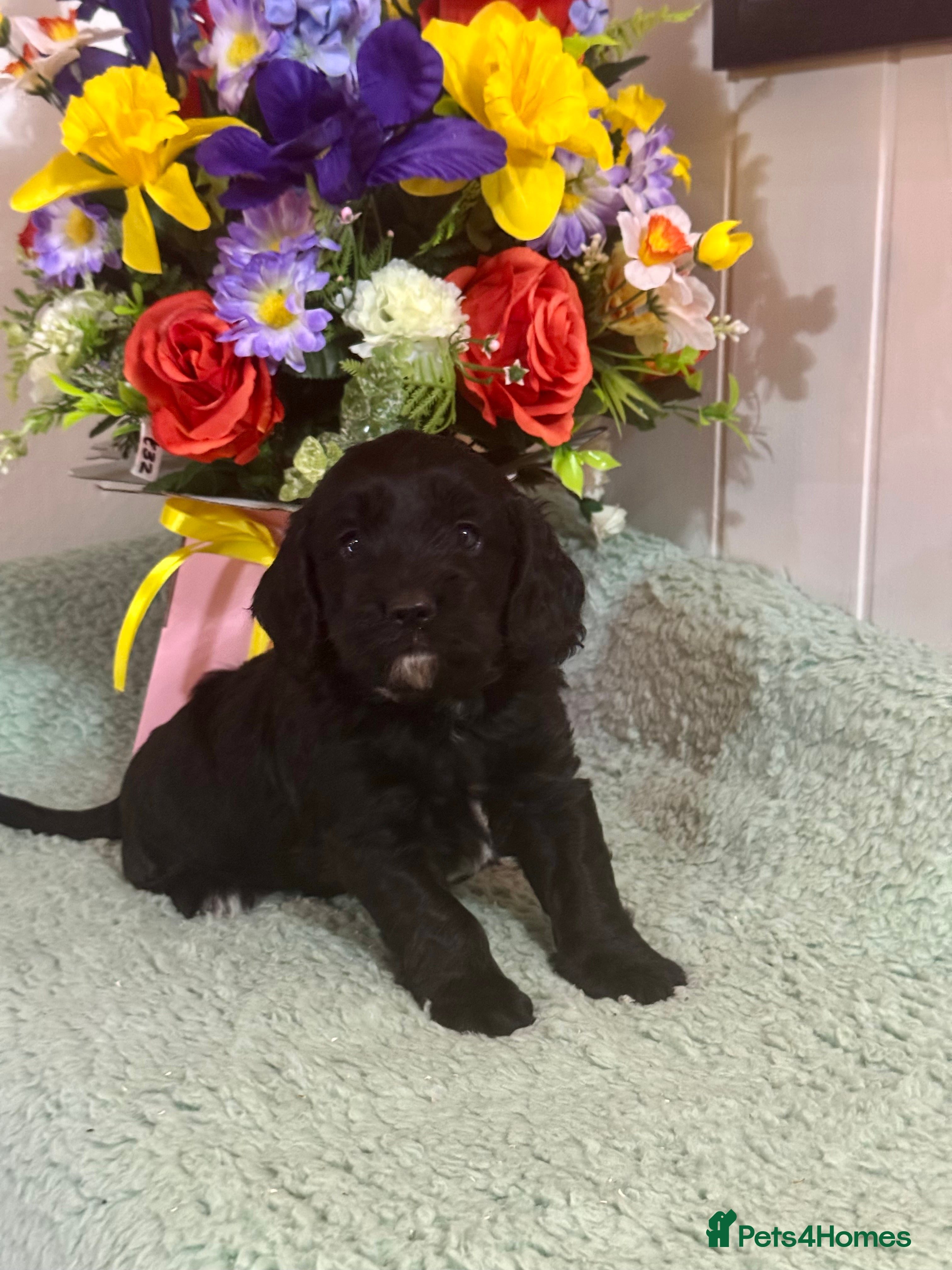 Cockapoo dogs 1 girl gorgeous dna clear  f1 Cockerpoo puppies  - Advert 4